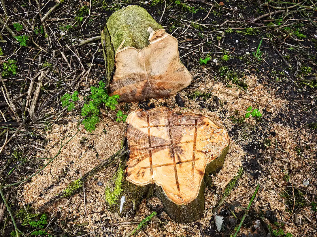 Felled tree stump