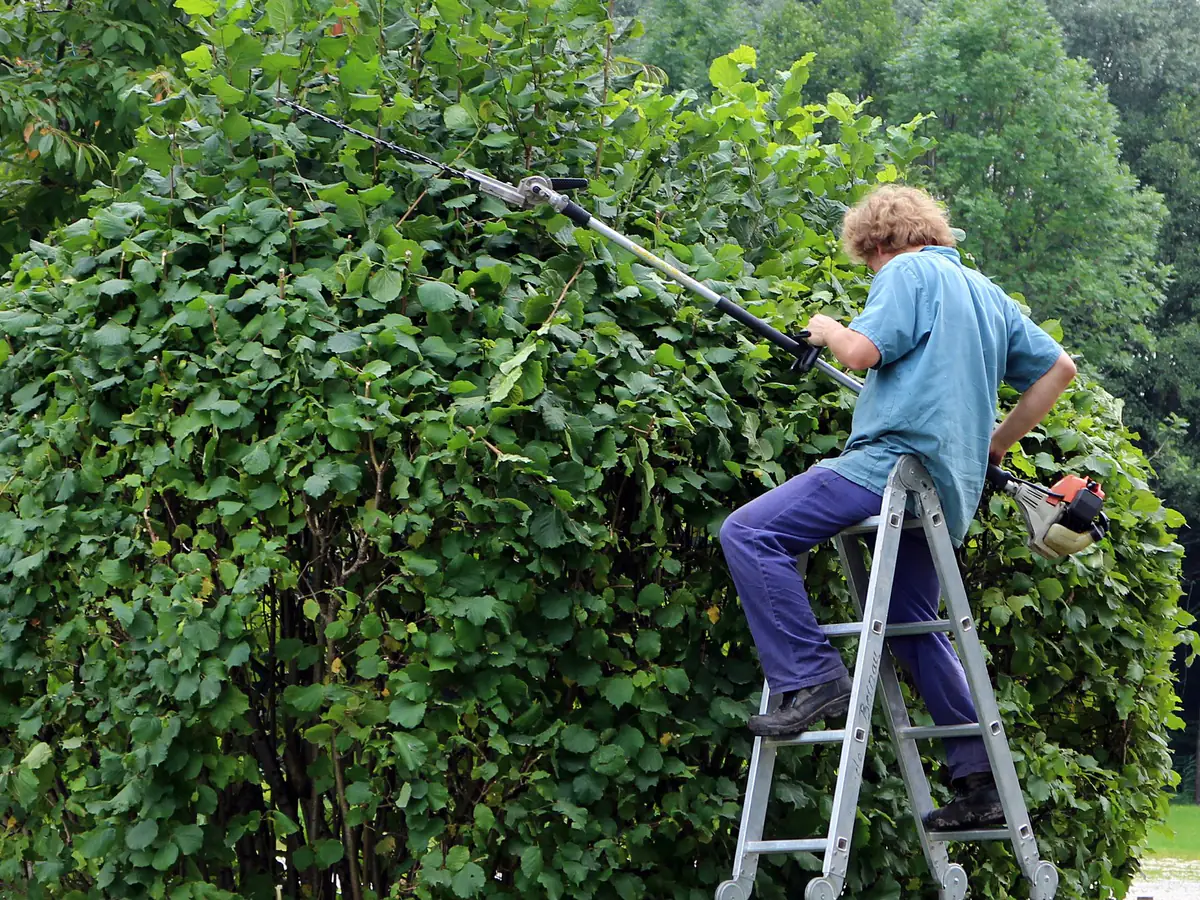 Hedge Cutting by Merseyside Driveways