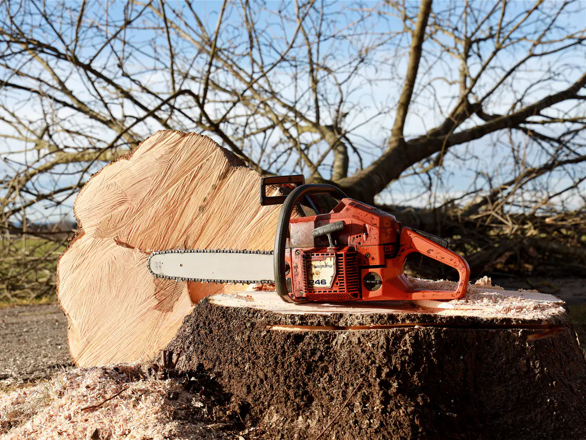 Tree Felling by Merseyside Driveways